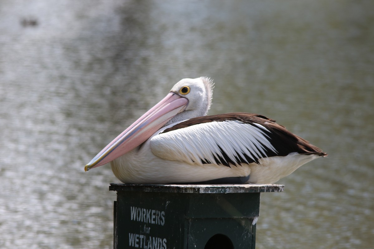 Australian Pelican - Jeff Dagg