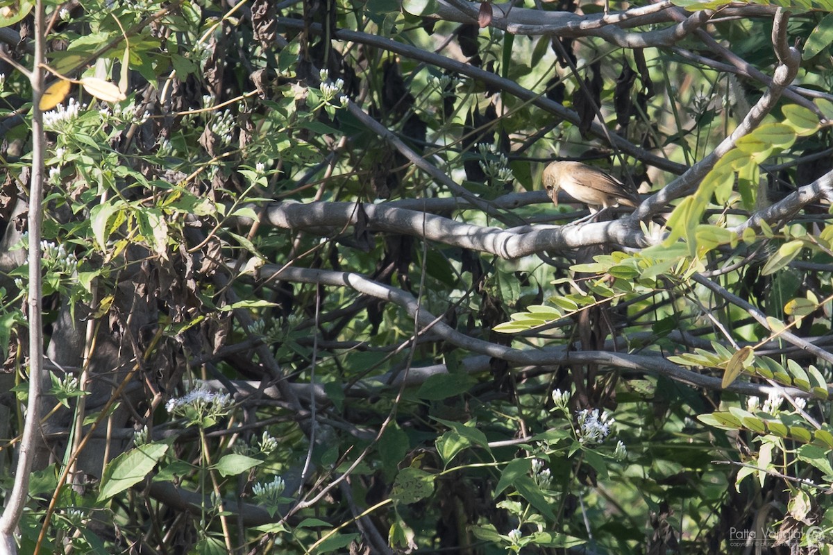 Thick-billed Warbler - Pattaraporn Vangtal