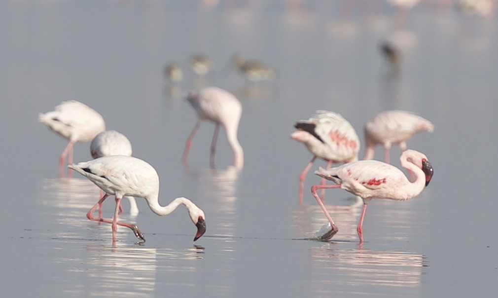 Lesser Flamingo - jaya samkutty