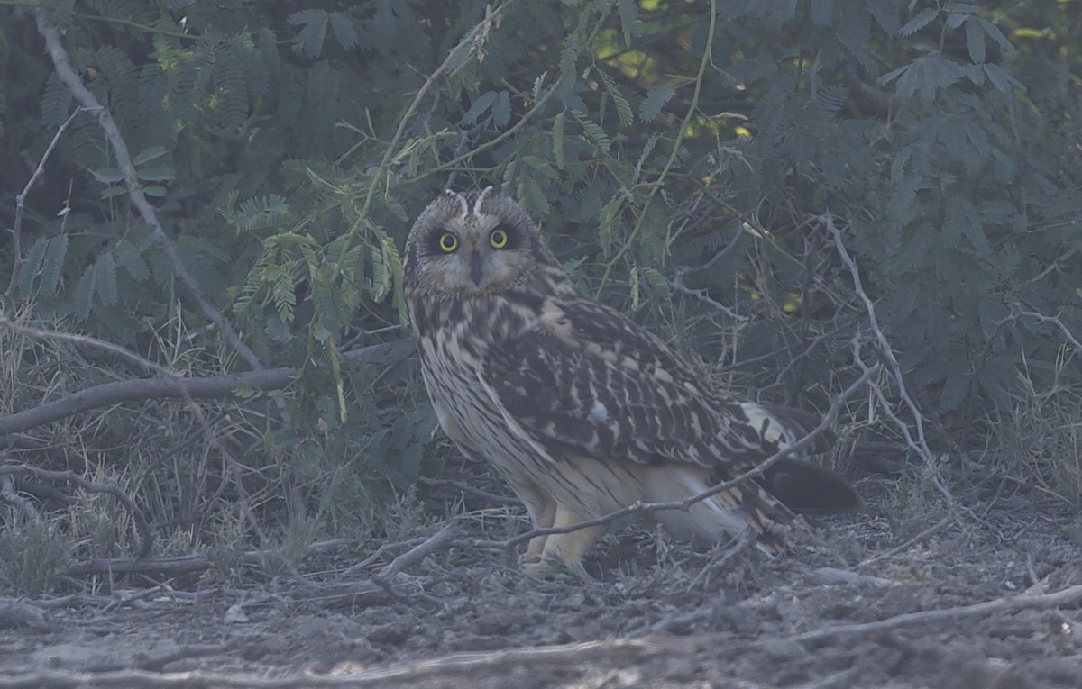 Short-eared Owl - ML77370151