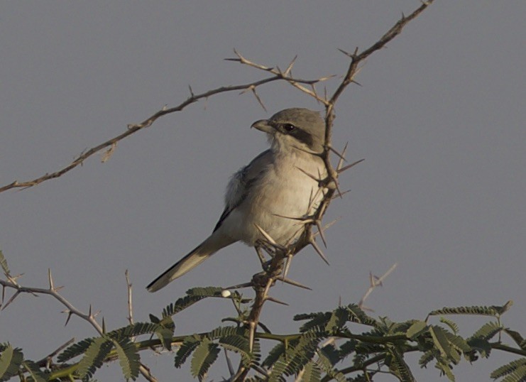 Great Gray Shrike (Indian) - jaya samkutty