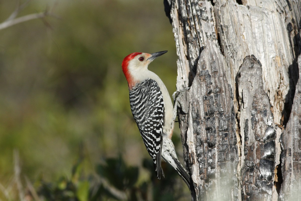 Red-bellied Woodpecker - John Fitzpatrick