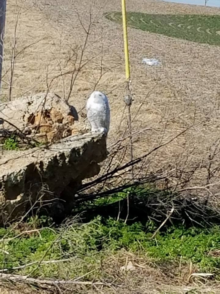 Snowy Owl - Indiana Audubon Historical
