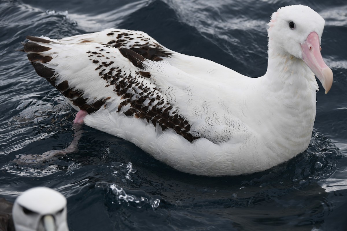 Antipodean Albatross (New Zealand) - Leslie Feasey