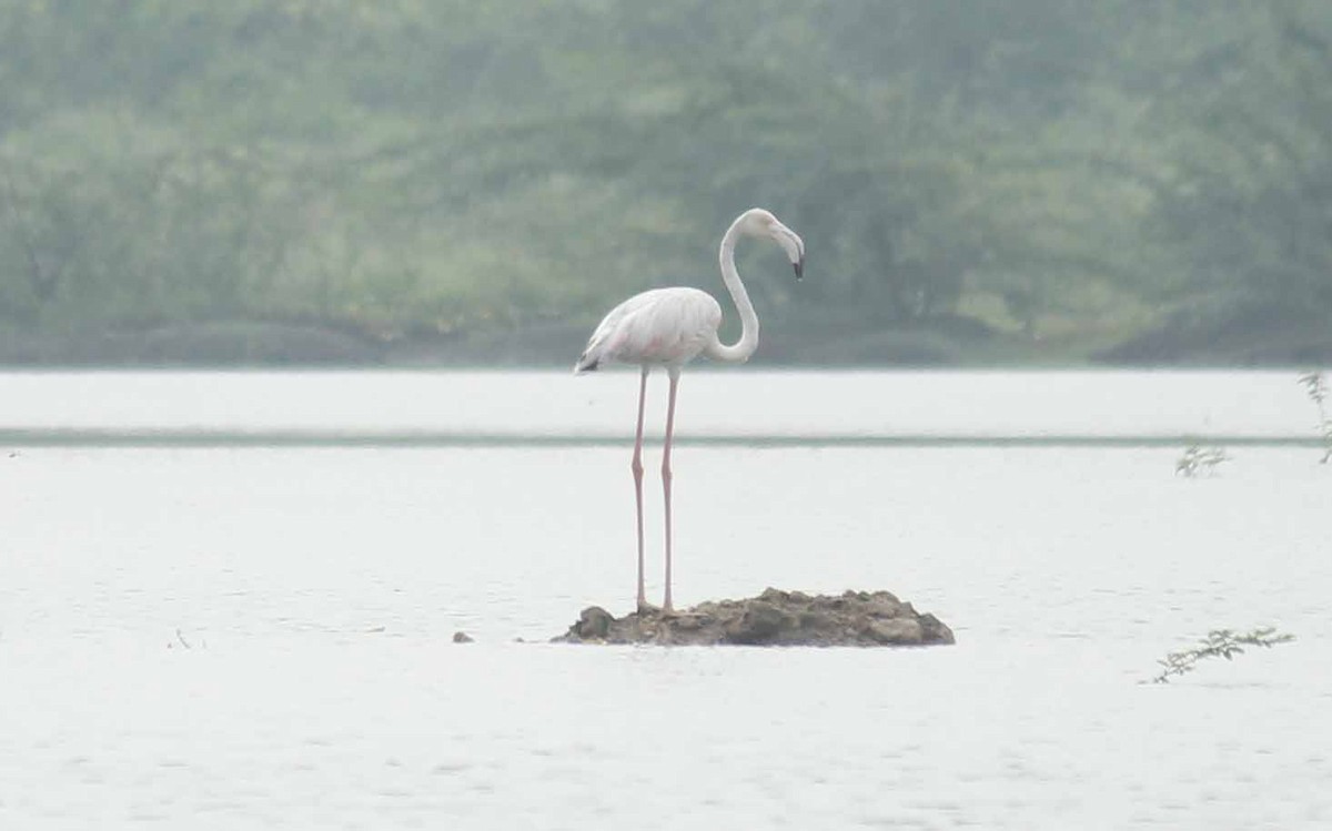 Greater Flamingo - Shanmugam Kalidass