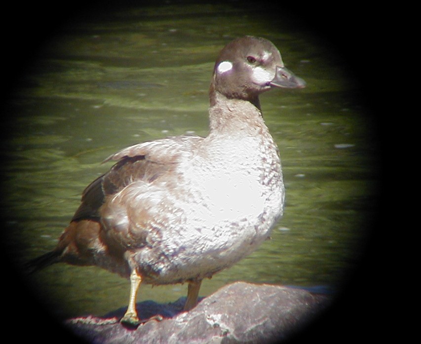 Harlequin Duck - ML77383991