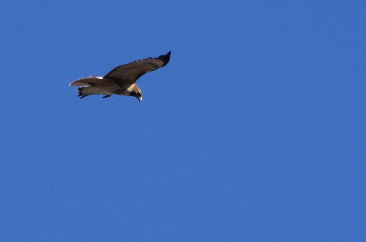Red-tailed Hawk - ML77384711