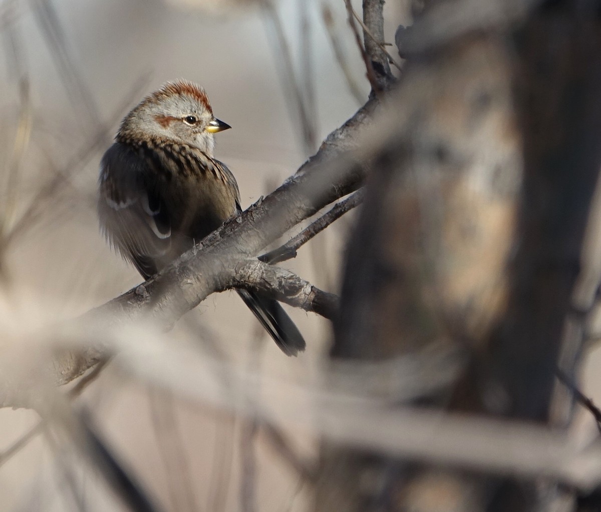 American Tree Sparrow - ML77384901