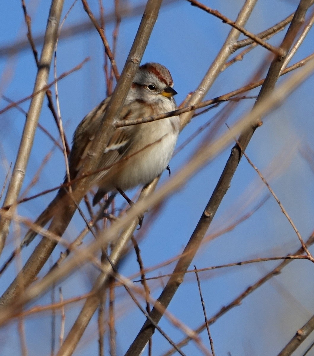 American Tree Sparrow - ML77384911