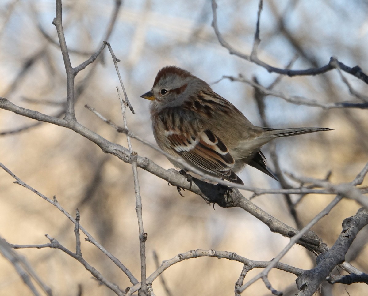 American Tree Sparrow - Doug Swartz