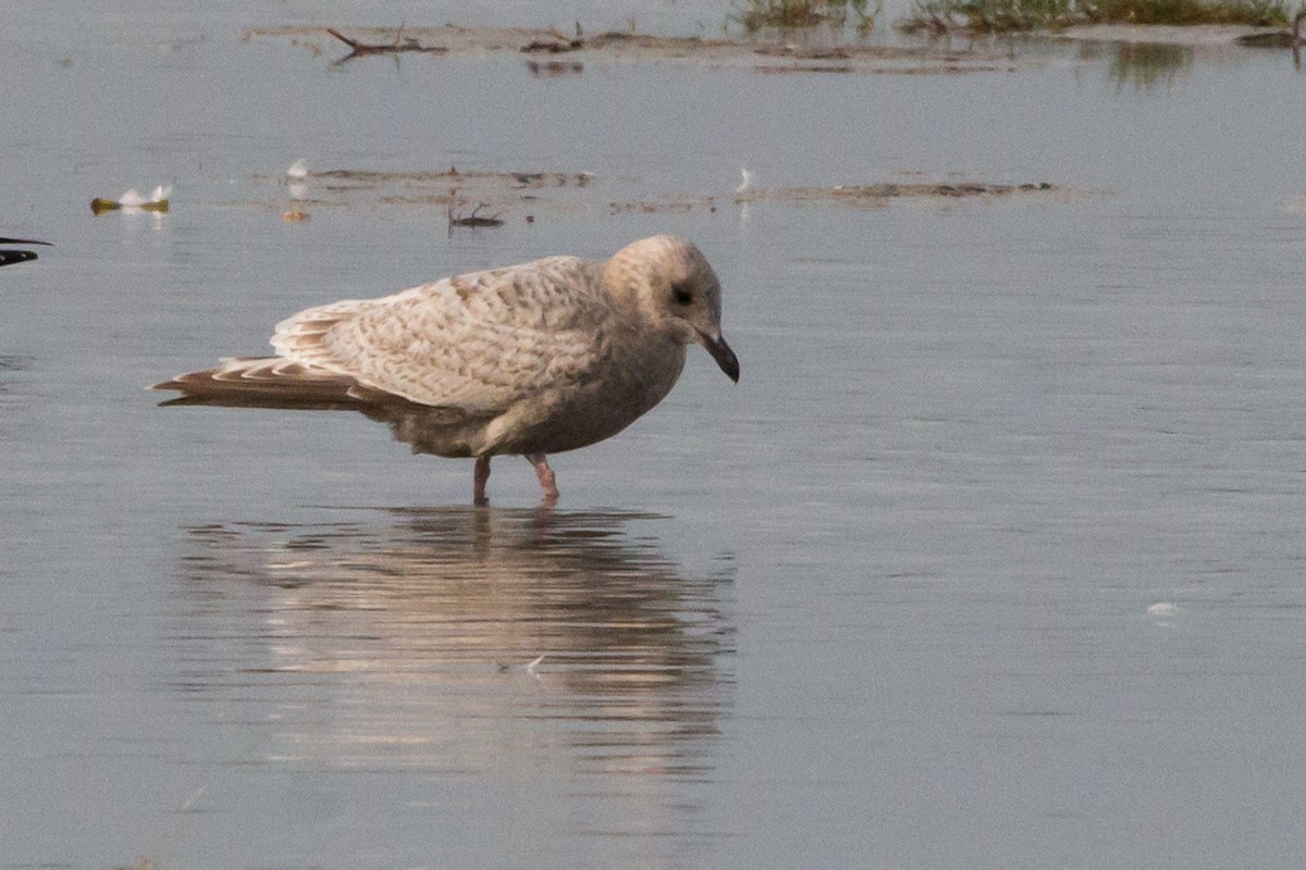Iceland Gull - Steve Metchis