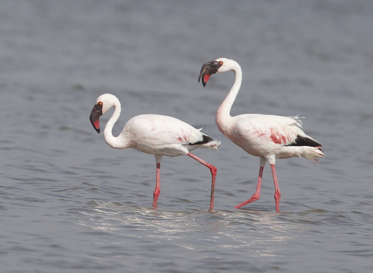 Lesser Flamingo - jaya samkutty
