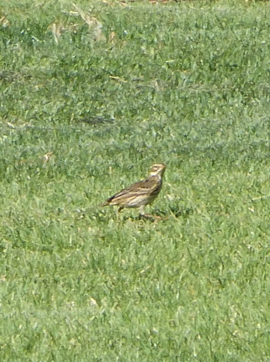 Meadow Pipit - ML77387081