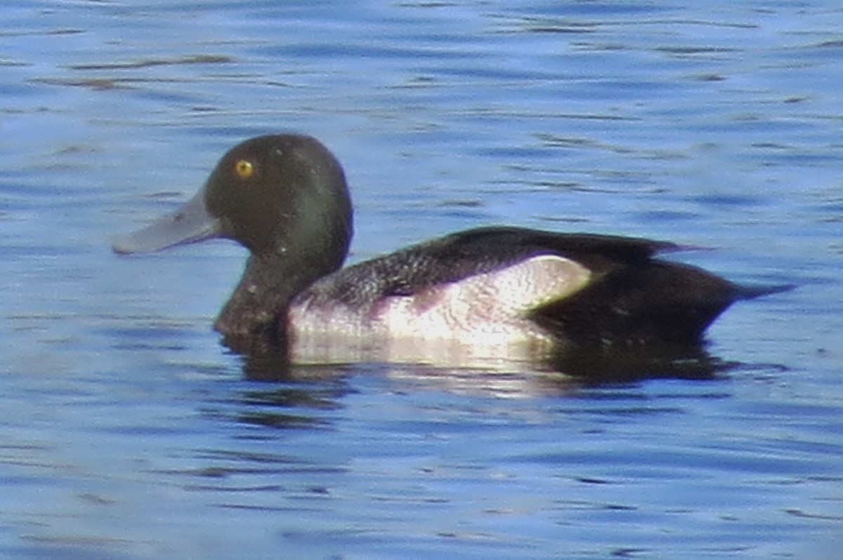 Greater Scaup - Tom Obrock