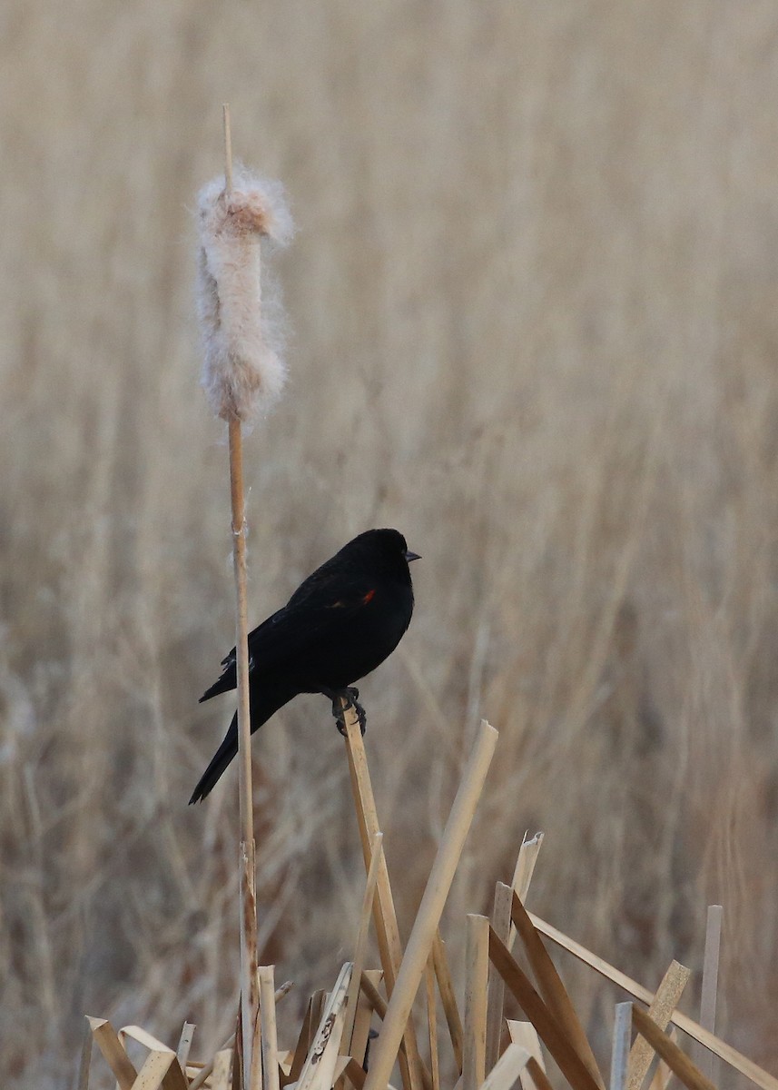 Red-winged Blackbird (Red-winged) - ML77392031
