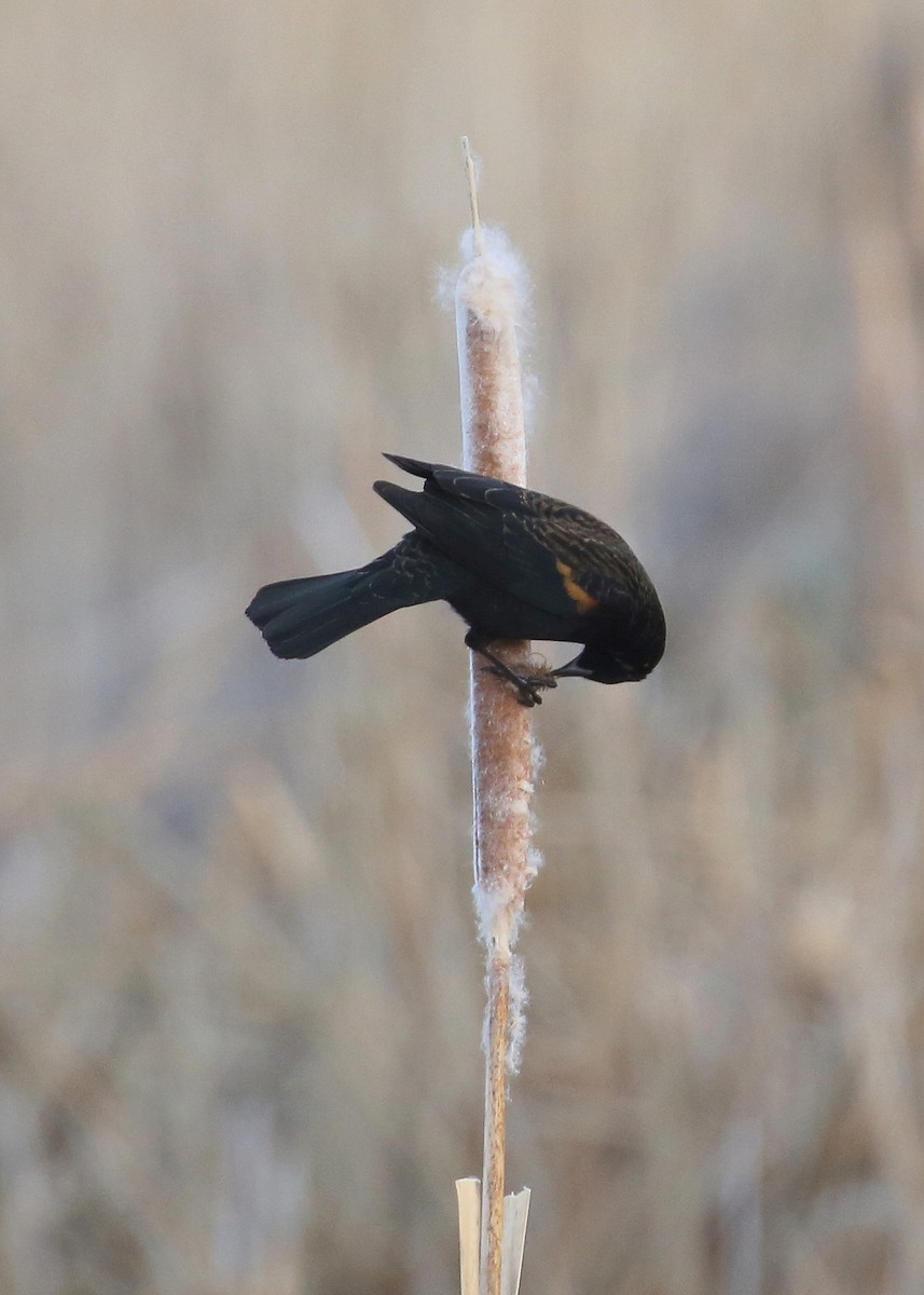 Red-winged Blackbird (Red-winged) - ML77392061