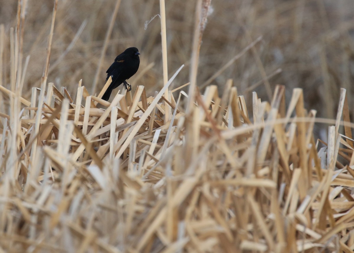 Red-winged Blackbird (Red-winged) - ML77392101