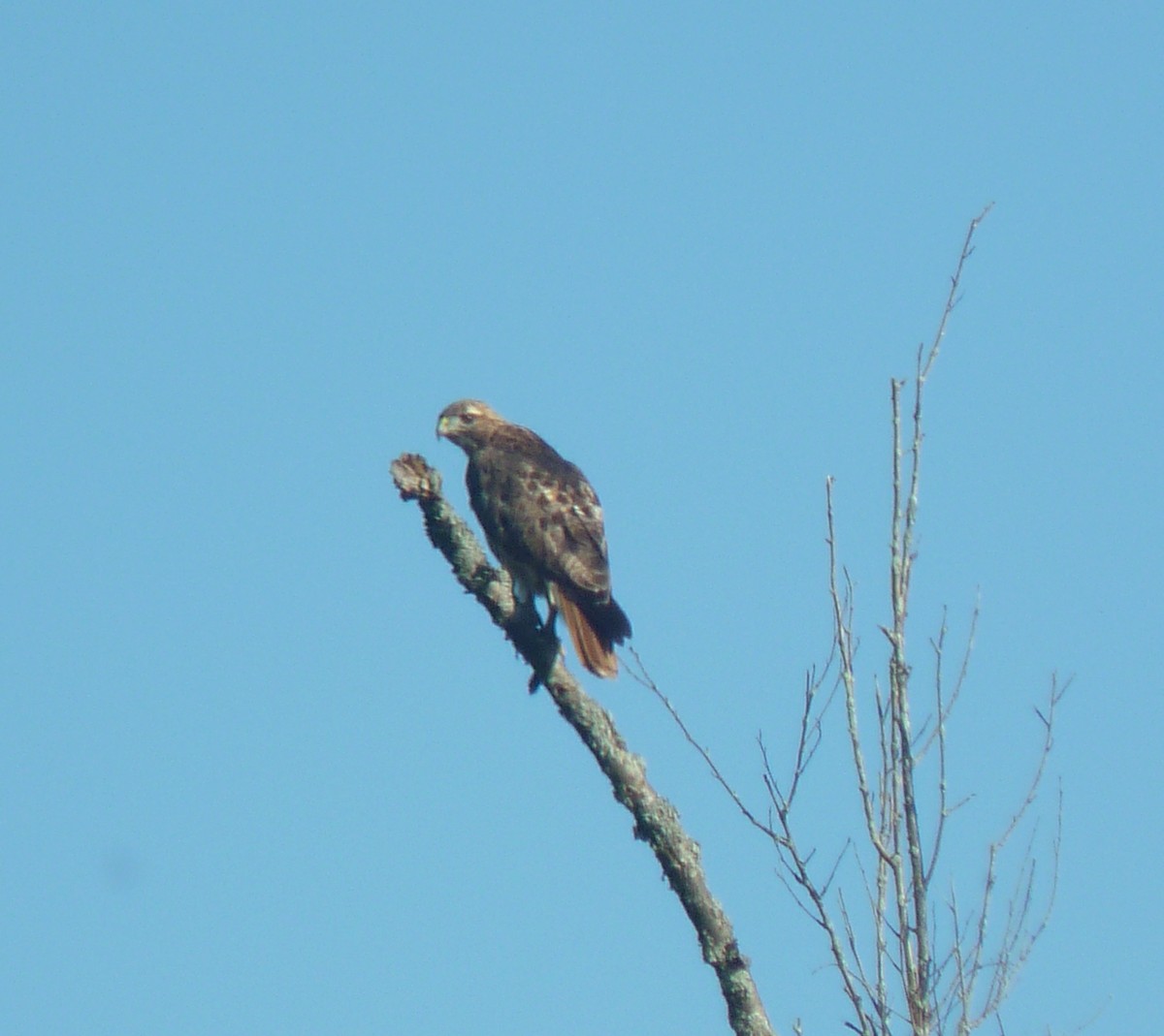 Red-tailed Hawk - ML77393081