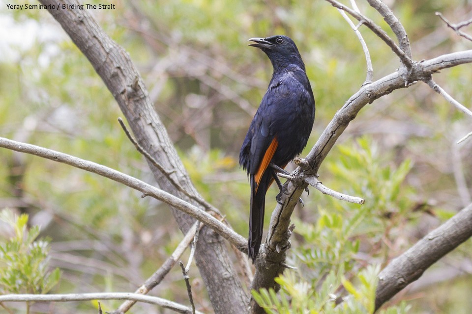 Red-winged Starling - ML77393601