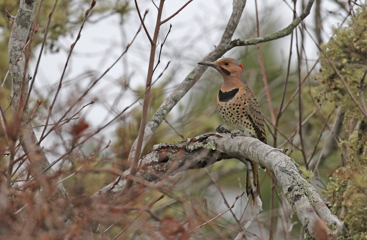 Northern Flicker (Yellow-shafted) - ML77396841