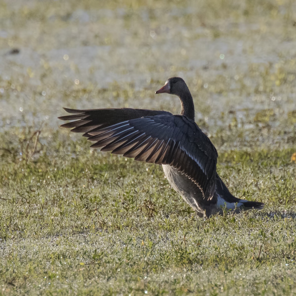 Greater White-fronted Goose - ML77397831