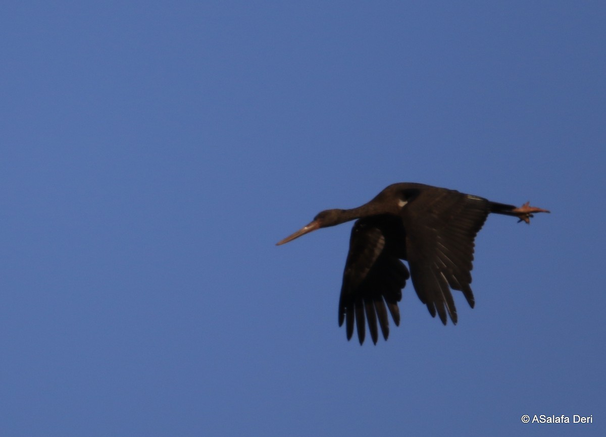 Black Stork - Fanis Theofanopoulos (ASalafa Deri)