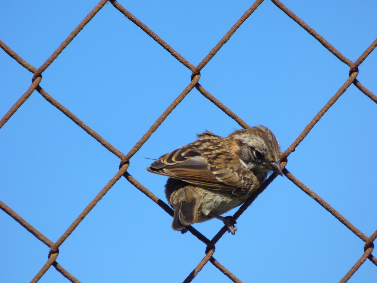Rufous-collared Sparrow - ML77399601