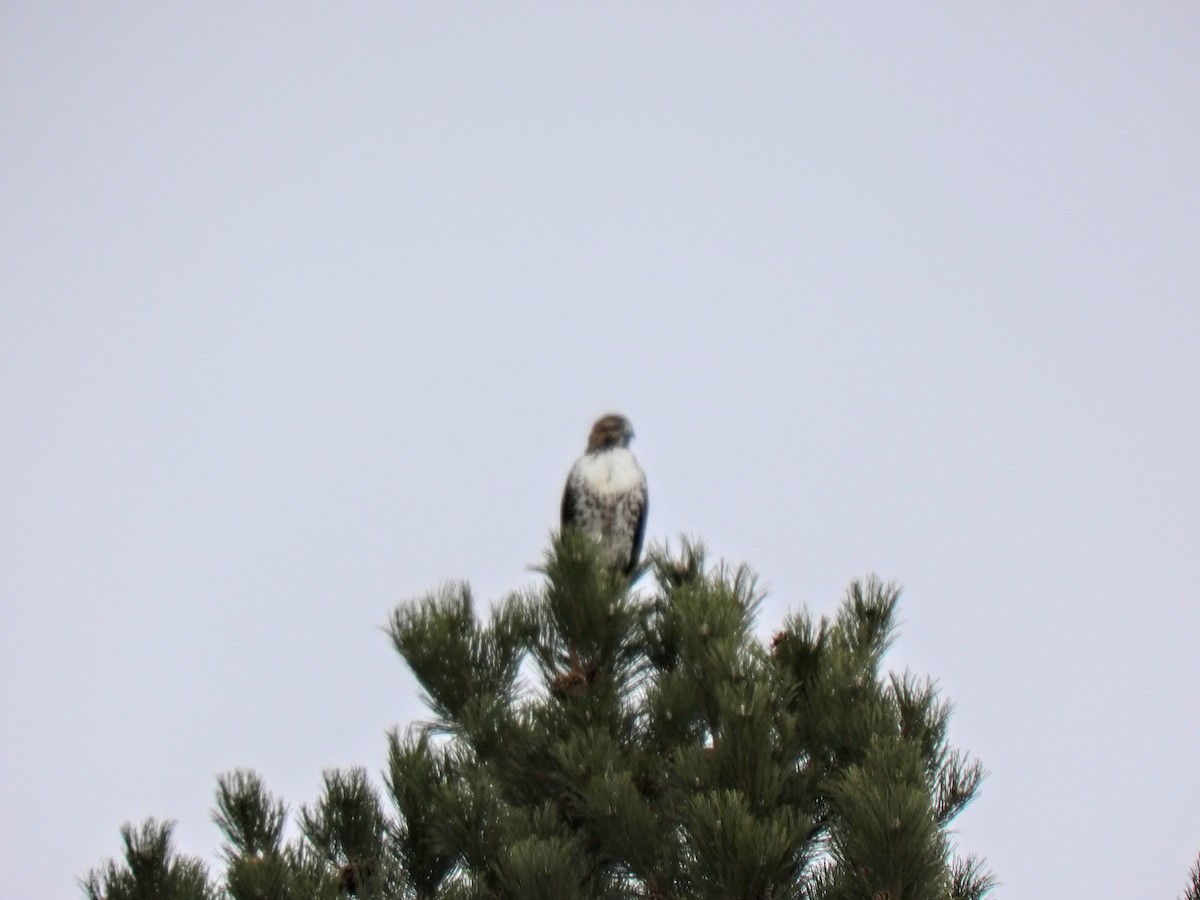 Red-tailed Hawk - ML77400281