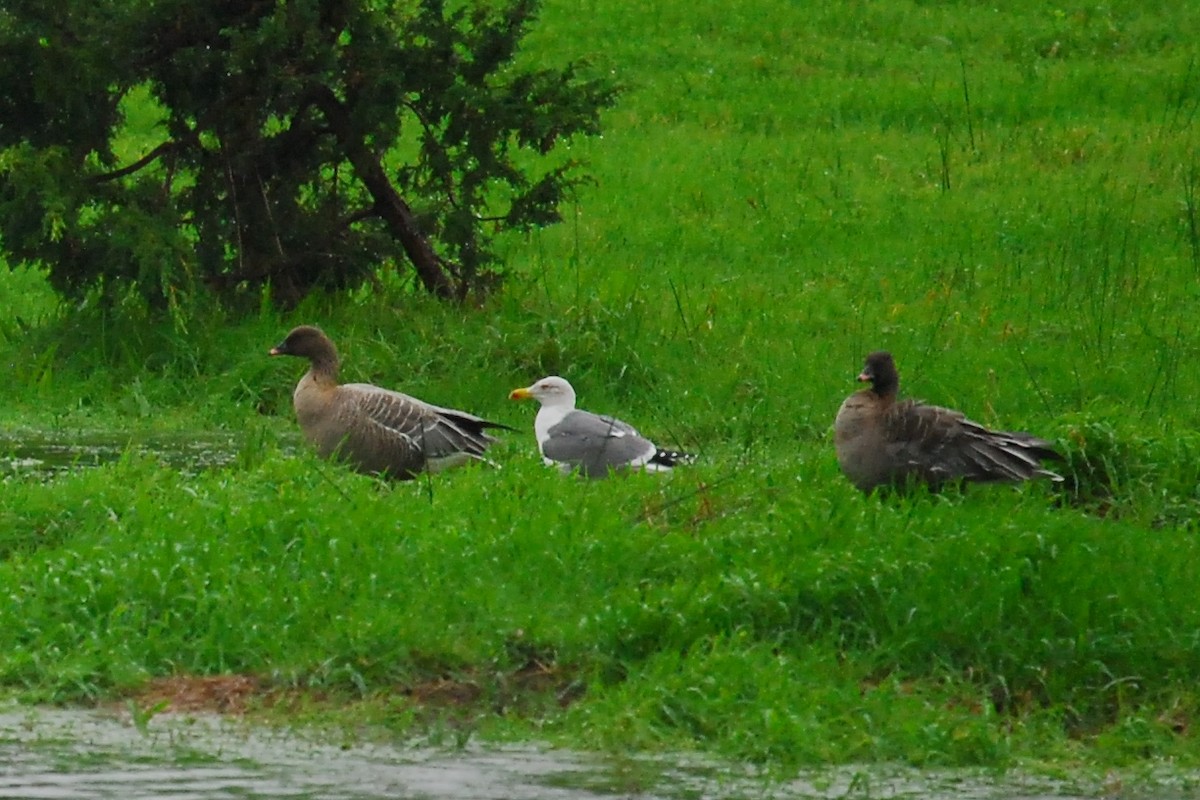 Pink-footed Goose - Andre Vieira