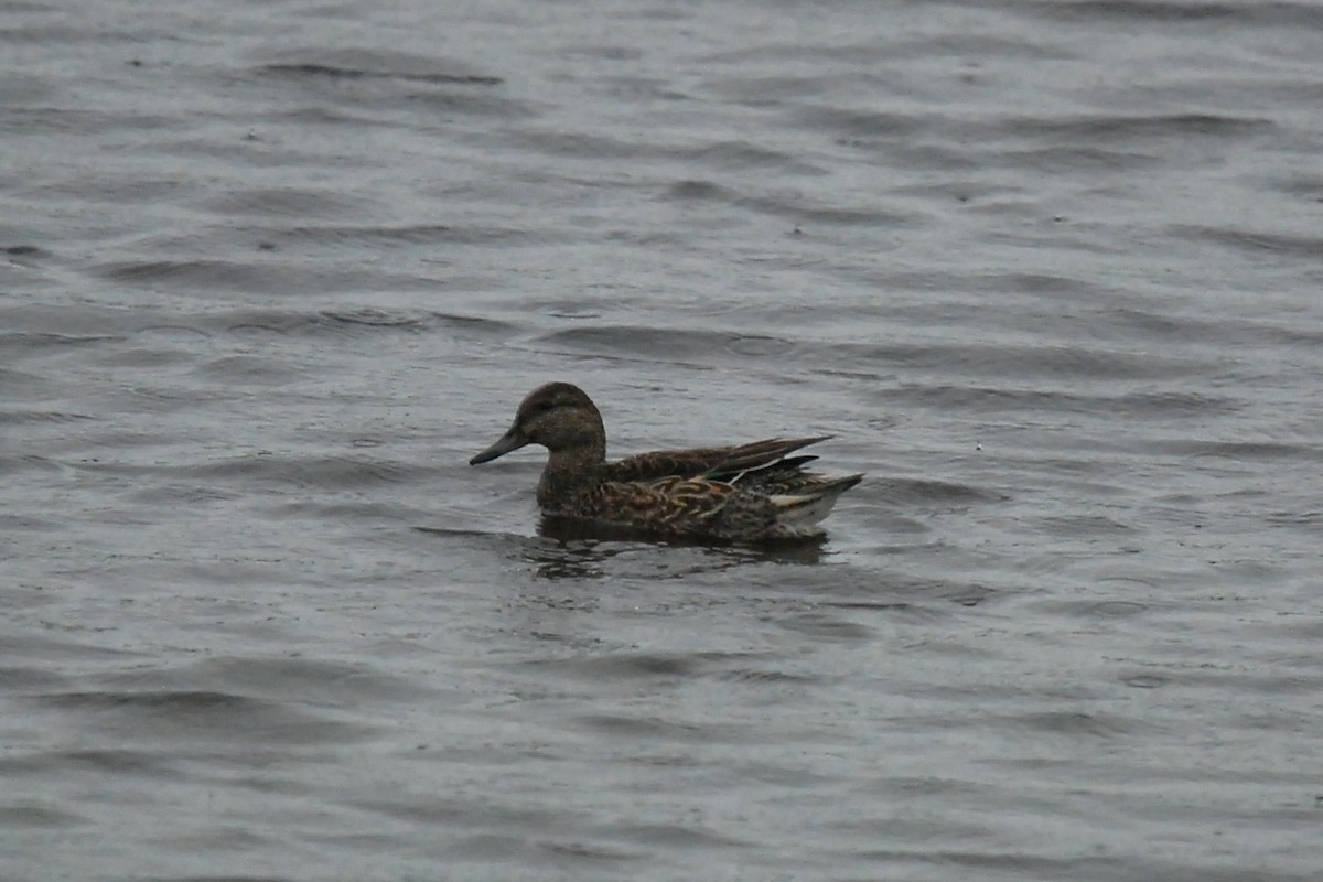 Green-winged Teal - ML77405741