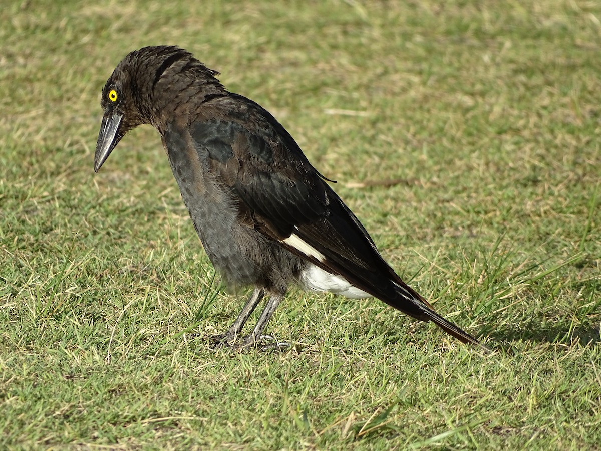 Pied Currawong - ML77406381