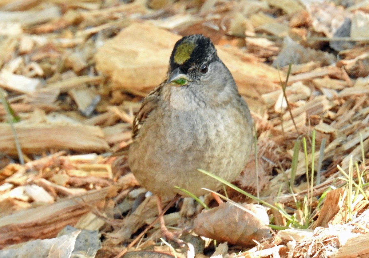 Golden-crowned Sparrow - Jim Scott