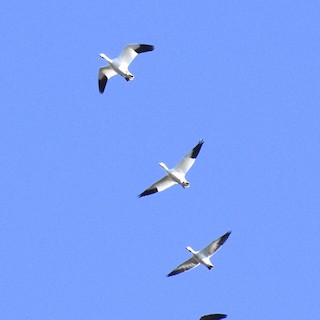 Snow Goose, ML77409081