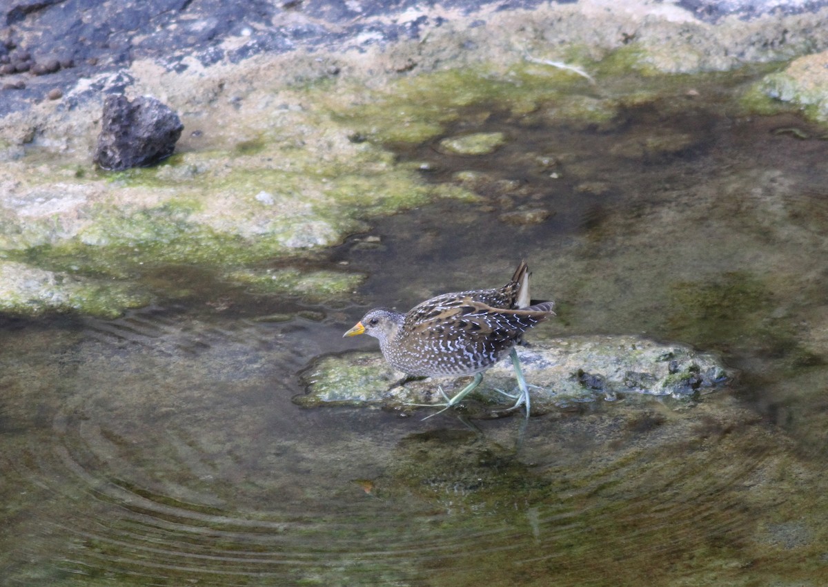 Spotted Crake - ML77413881