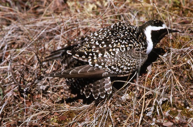 Male American Golden-Plover in Tail-Down Run display. -  - 