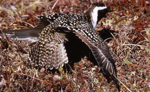 Male American Golden-Plover in Injury Feigning display. -  - 