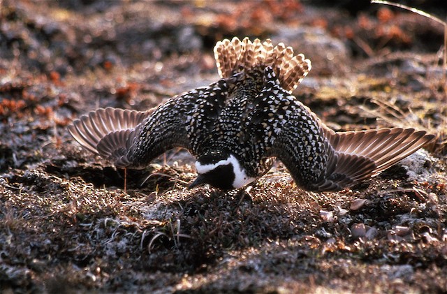 Male American Golden-Plover in Stationary Spread-Wing Display. -  - 