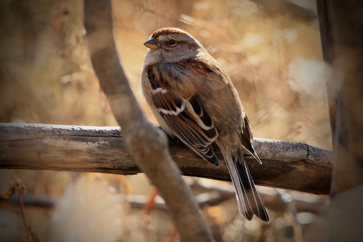 American Tree Sparrow - ML77418131