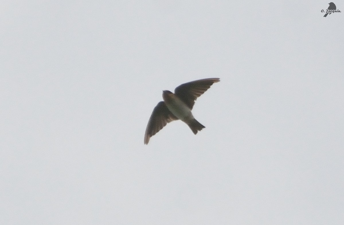 Cave Swallow - ML77418541
