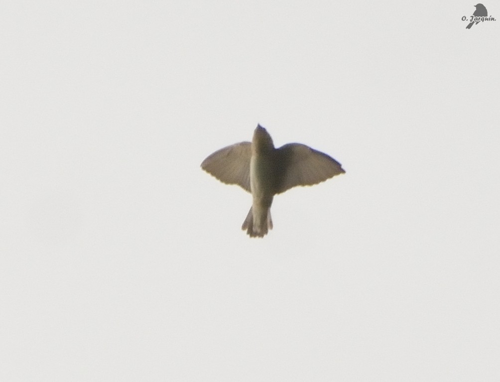 Cave Swallow - ML77418551