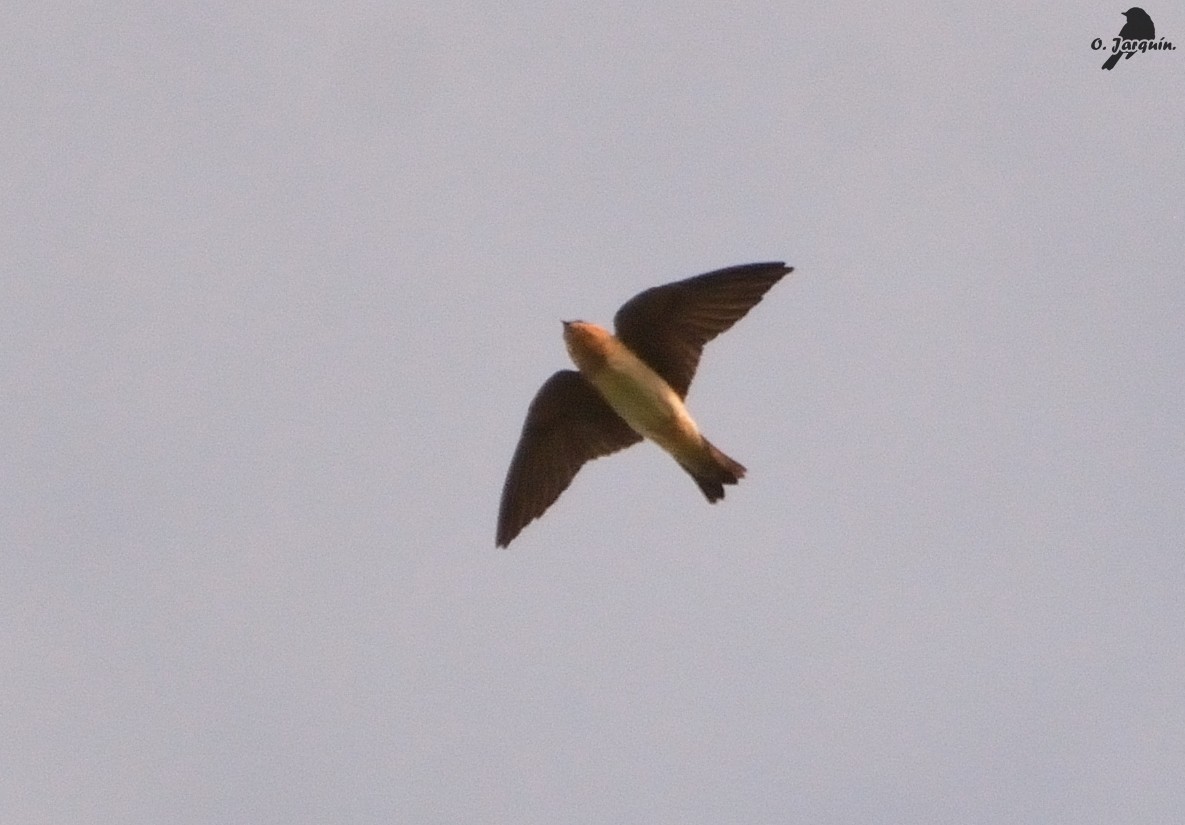 Cave Swallow - ML77418561