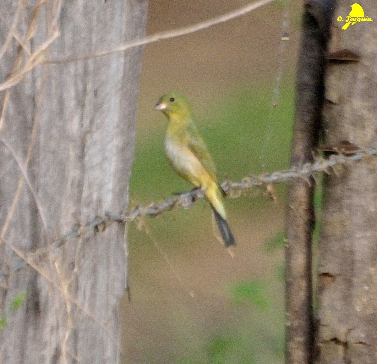 Painted Bunting - ML77418761