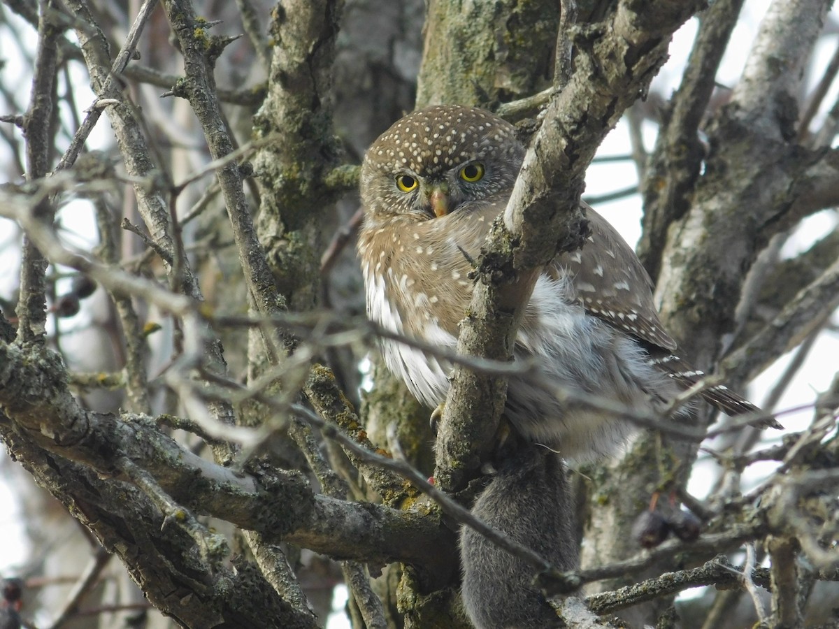 Northern Pygmy-Owl - ML77418981