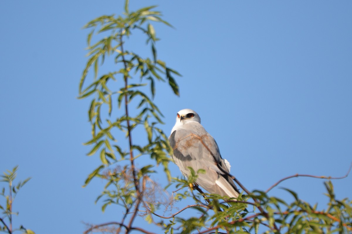 White-tailed Kite - naaman abreu