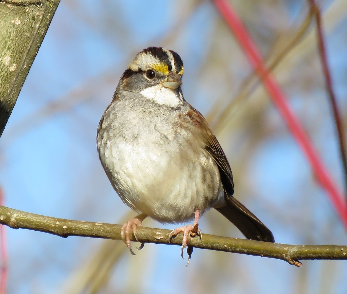White-throated Sparrow - ML77423661