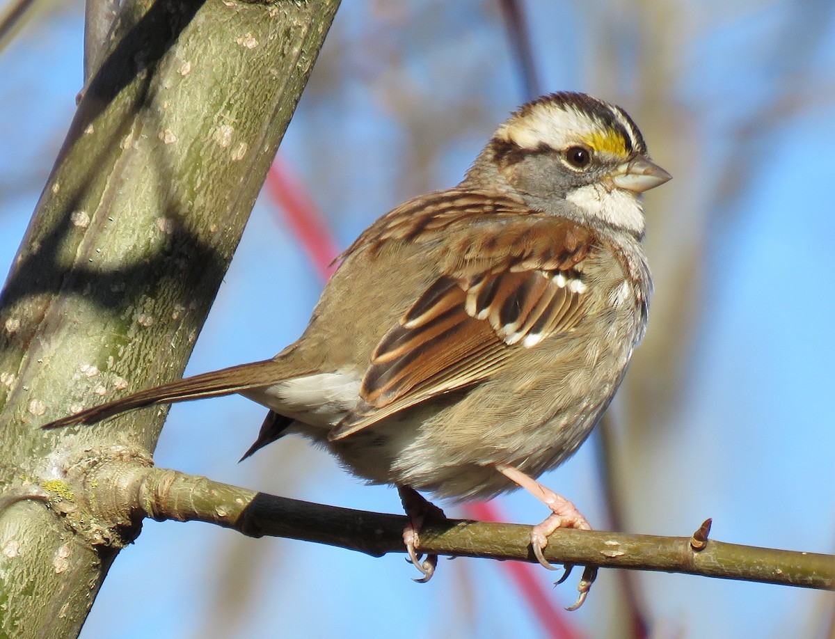 White-throated Sparrow - ML77423671