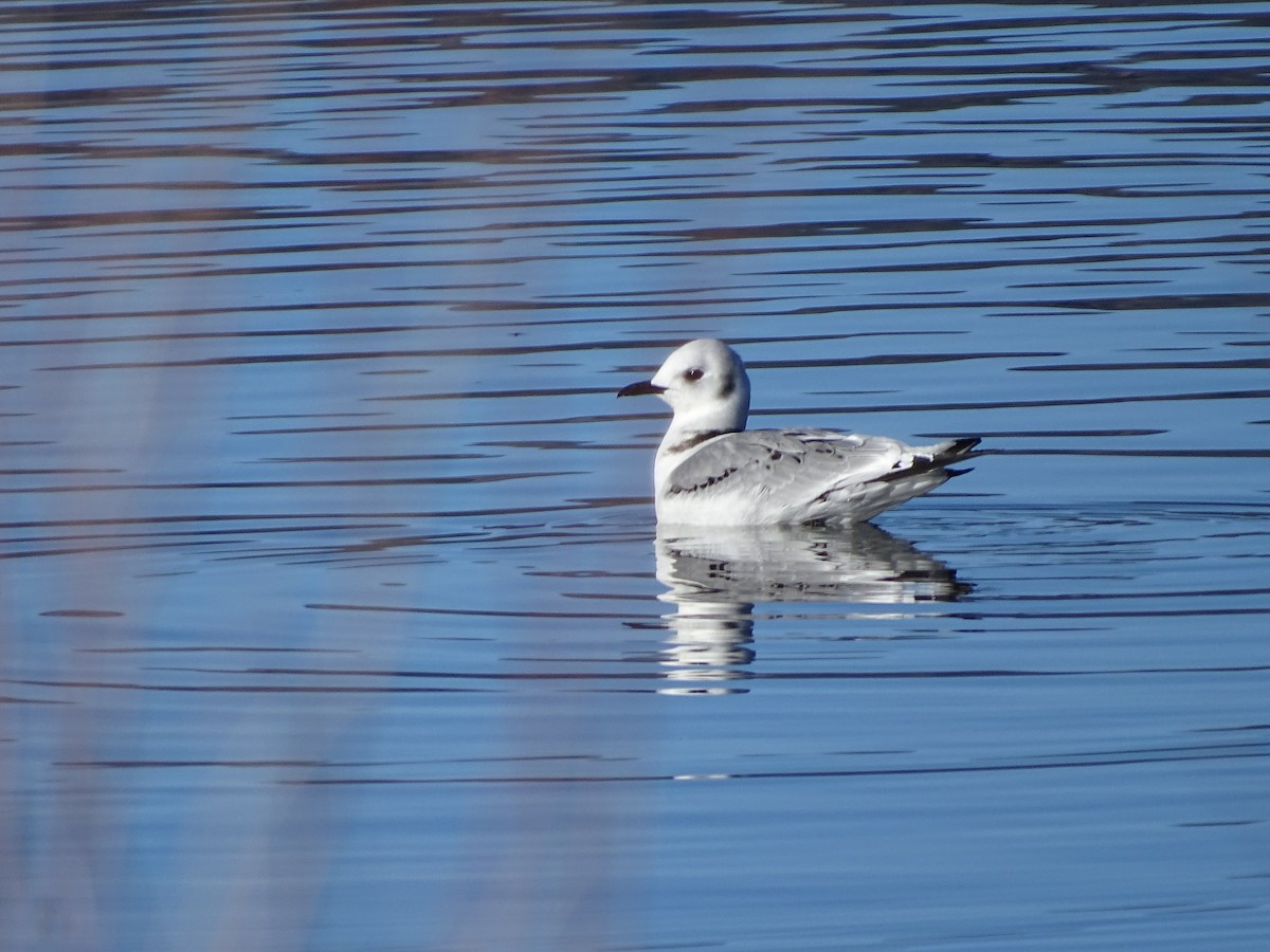 Mouette tridactyle - ML77423791