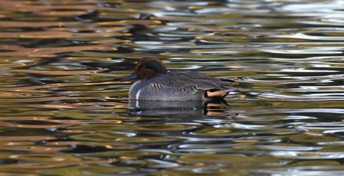 Green-winged Teal - ML77424991