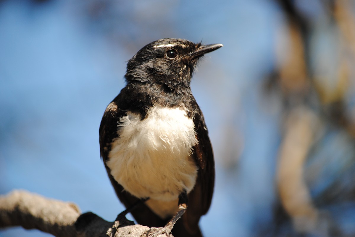 Willie-wagtail - Don Carlson