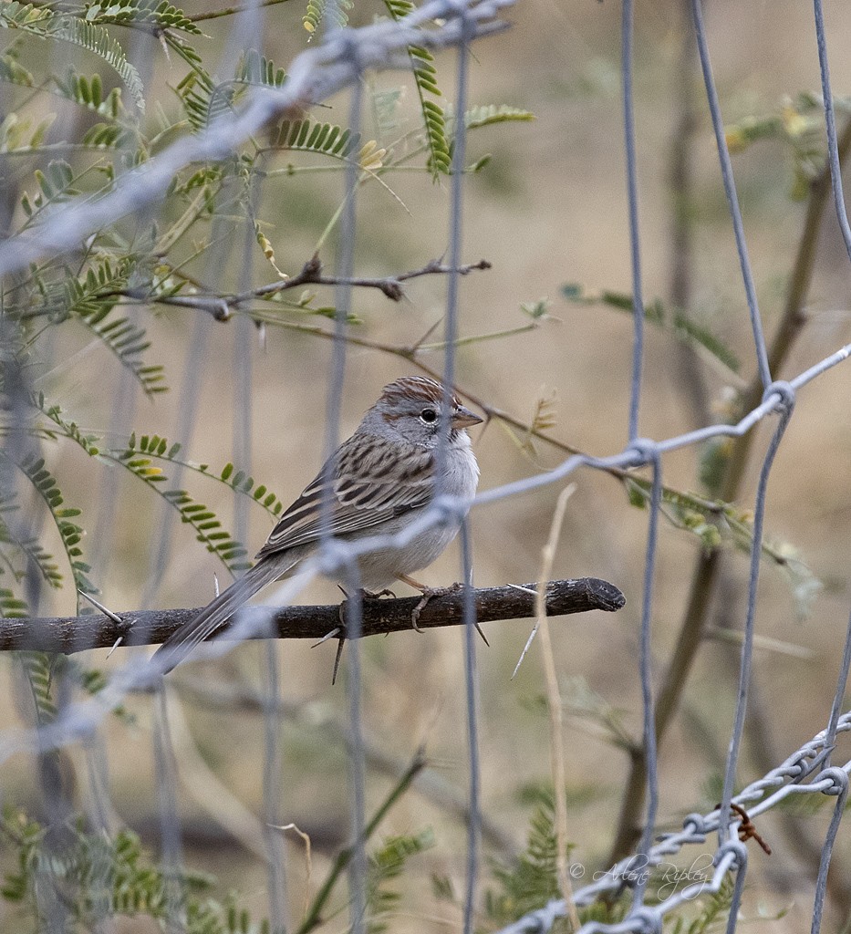 Rufous-winged Sparrow - Arlene Ripley